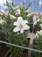 [1835 Signum 2N No02.JPG]